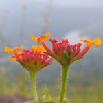 भ्रमंती विशेष ब्लाॅग :- निळकंठेश्वर (पुणे,डोणजे)