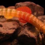 सिंधुदूर्ग जिल्ह्यातील आंबोली क्षेत्रात शिस्टुरा हिरण्यकेशी जैविक विविधता स्थळ घोषित.