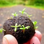 दृष्टिहीन बांधवांचा डोळस उपक्रम ; देशी झाडांच्या अडीच लाख सीड बॉल ची निर्मिती.